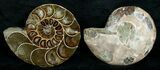 Cut & Polished Desmoceras Ammonite - #5397-1